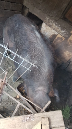 Vând Scroafa Duroc