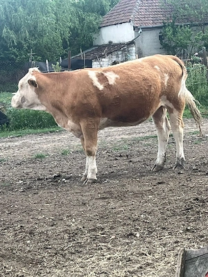 junici de abator
