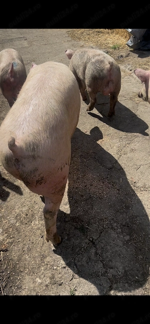 Vând porci purcei și vierusi la prețuri foarte mici pe kg  - imagine 5