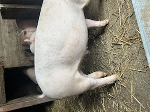 Vând porci purcei și vierusi la prețuri foarte mici pe kg  - imagine 3