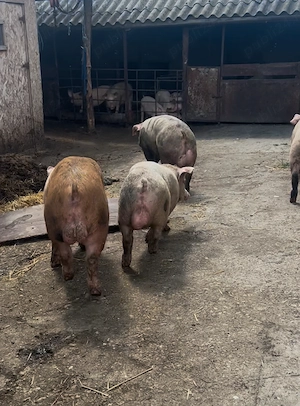 Vând porci purcei și vierusi la prețuri foarte mici pe kg  - imagine 4