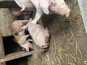 Vând porci purcei și vierusi la prețuri foarte mici pe kg  - imagine 2