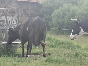 Vaca baltata romaneasca 