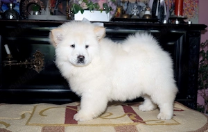 Pui Chow Chow