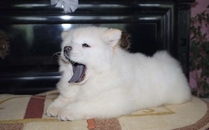 Pui Chow Chow - imagine 3