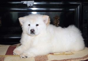Pui Chow Chow - imagine 2