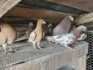 Meulemansi cauta casa noua