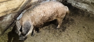 vier mangalita