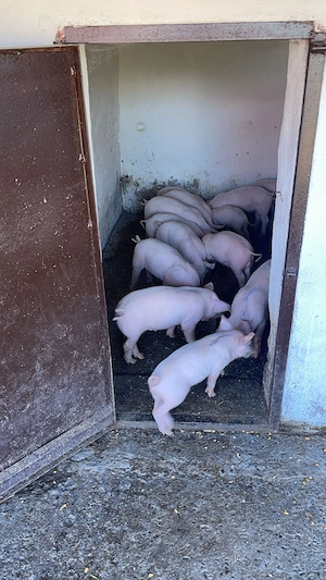Vand purcei de 6 săptămâni 