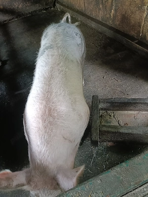 Porci de carne de vânzare. - imagine 5