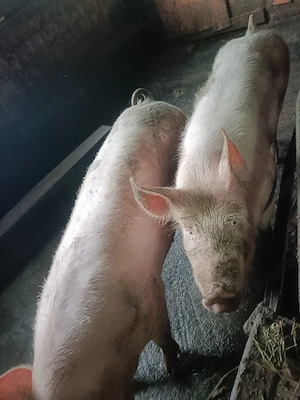 Porci de carne de vânzare. - imagine 4