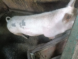 Porci de carne de vânzare. - imagine 3
