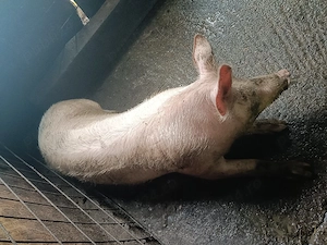 Porci de carne de vânzare.