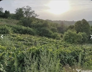 2 case Vrancea,Poiana Cristei - imagine 5