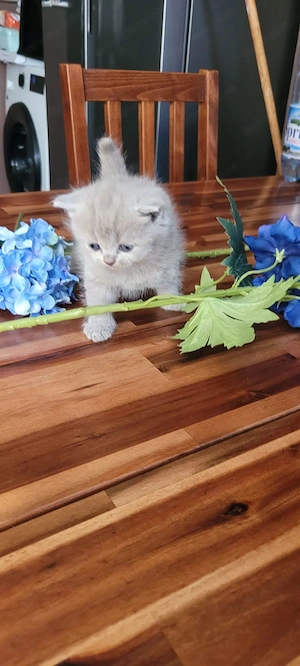 Pisoiasi British Shorthair 2luni  Rasa Pura - imagine 3