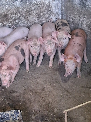 purcei au 10 saptamani 550 bucata