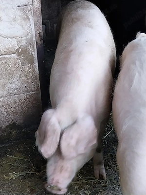 Vand porc de casa marele alb aprox 120 kg - imagine 2