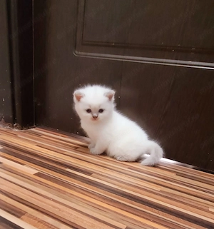 Pisoiasi British Shorthair 