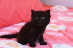 British Shorthair 
