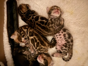 Bengal cat 