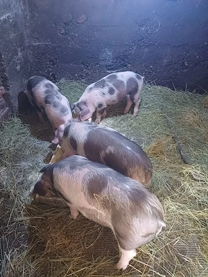 Purcei de vânzare!