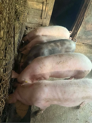 Porci de vanzare - imagine 4