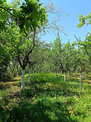 Casă de vacanță la marginea satului Susag - Refugiu liniștit la țară și potențial de extindere  - imagine 9