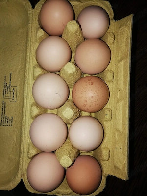 Vând ouă de casa 1 leu oul