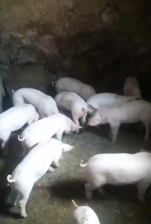 Purcei de vânzare