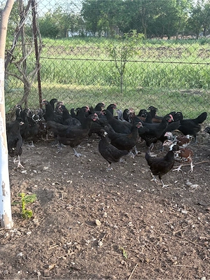 Vand Pui Australorp  - imagine 4