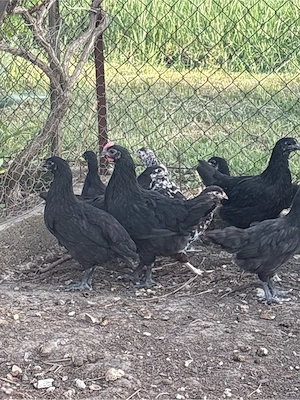 Vand Pui Australorp 