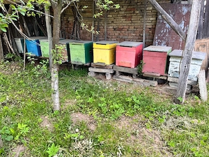 vand stupuri albine dadant cu magazi si rame
