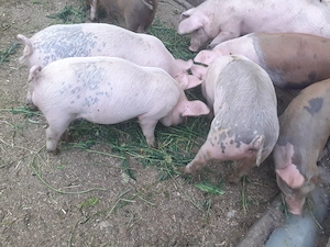 Purcei de 9 săptămâni pret 350 RON Nadab 