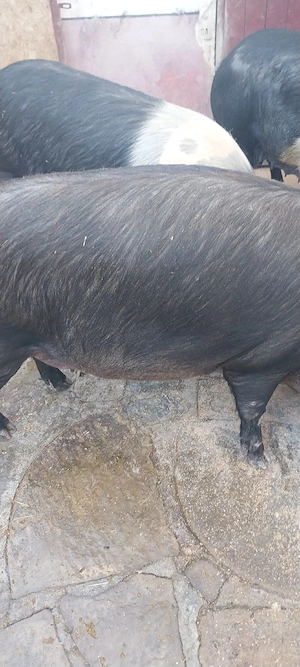 porci ptr sacrificat - imagine 2