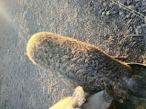 Scroafa mangalita gestanta de vanzare