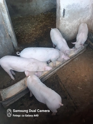 Vând purcei de 9 săptămâni 