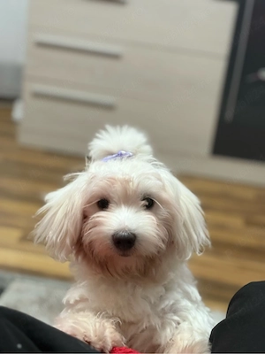 Bichon de vanzare 