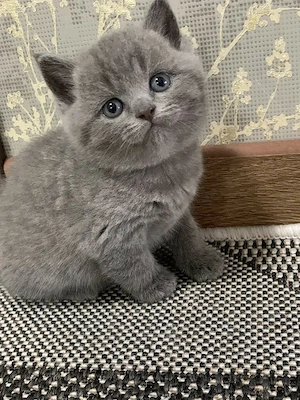 British shorthair blu,asigur transport!