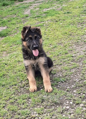 Pui ciobanesc german 