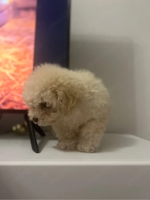 Maltipoo F