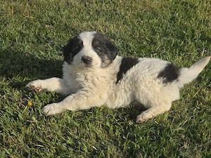 Donez cățeluși 