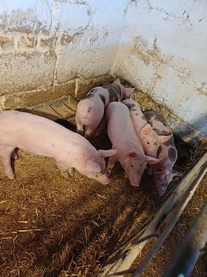 Vând purcei crescuți în curte proprie 