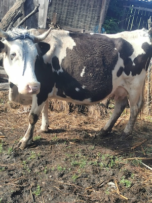 Vaca de vânzare baltata
