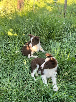 Vând căței border collie - imagine 4