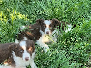 Vând căței border collie - imagine 3