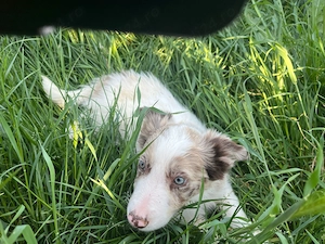 Vând căței border collie - imagine 5
