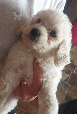 bichon frise