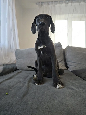 Dog German 