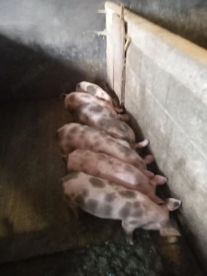Purcei de vanzare 