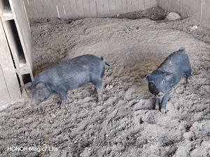 Grasuni Mangalita cu Duroc